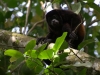Mantled howler monkey man