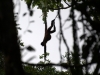 What is this spider monkey doing?