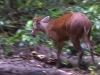 Red brocket deer doesn\'t like the camera