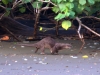 Neotropical river otter