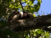 Northern tamandua and baby up high