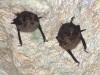 Bat 1