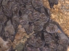 Bat 2