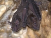 Bat 3