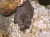 Bat 4!
