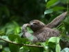 Sloth is soooooo cool