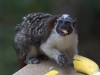 Tamarins like bananas