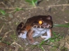 Did you know that frogs have nipples?
