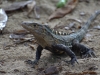 A wizard lizard in Manuel Antonio