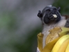 Tamarins like banana