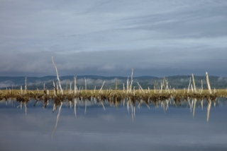 The dead forest of Chepu, flooded by the sea after the 1960 earthquake dropped the land by two metres