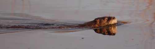 The otter's local name is 'Huillin' (silent h and ll is pronounced y, so it's roughly said: 'wee-yin'!)