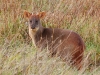 Back at Chepu Lodge we found another endangered species, the Pudu, the world\'s smallest deer