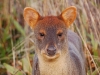Okay, this may require some imagination... but does this little pudu look a bit like Wallace (of \'Wallace and Grommit\' fame)?