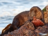He devoured an entire crab in front of us, then jumped back in to look for more