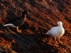 And these Kelp Geese, who come as a sort of salt-and-pepper set of male-and-female