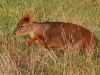 Highly endangered, the tiny Pudu has one of its last strongholds on Chiloe