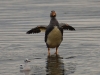This chunky specimen is the flightless Steamer Duck