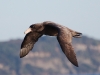 Flying past our ferry, a Southern Giant Petrel