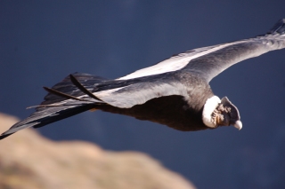 The Andean Condor