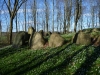 Pipstrond, ancient burial mounds in flower-speckled woodlands