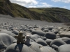 Pebbly beach