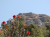 Bottlebrush