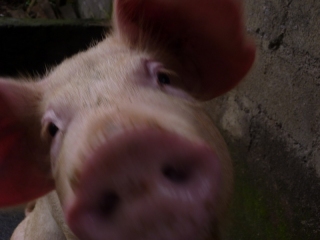 We met lots of friendly faces when we went to visit Putu's relatives