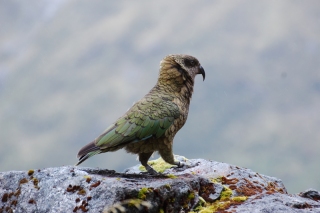 Behold the noble kea, mighty monarch of the glens