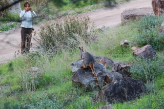 Bizarrely this supposedly shy and rare wallaby seemed as curious about us as we about him