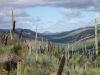 Strange vegetation occupies this dry landscape, like these spiky thingamys