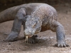 Once ashore we almost immediately beheld an enormous Komodo dragon