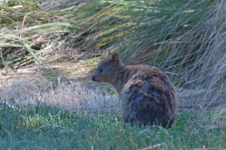 Quokka! Quokka quokka quokka