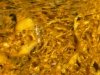 15-bacteriatexture