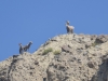 31-bighorn-002