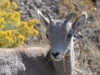 32-bighorn-005