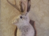38b-jackalope-jackalope