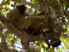 10-brownlemursilly