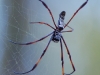 12-spider-1