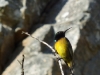 Orange-breasted sunbird