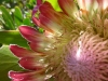 Pink protea