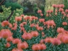 Red proteas