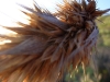 Restios close-up