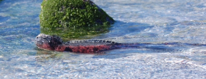 It's a Marine Iguana. Swimming lizards! Ridiculous