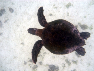 I can't believe I've been swimming with turtles, completely unconcerned beneath me