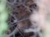 And the only endemic mammal we saw on our trip - the Santa Fe Rice Rat (there are only five endemic mammals in all the Galapagos, including bats)