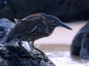Ashore on Floreana we saw the endemic Lava Heron