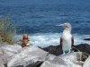 Our friendly mascot shows how tolerant the Boobies were of snap-happy tourists