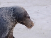 Insane (sealion)
