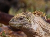 Primordial (santa fe land iguana)
